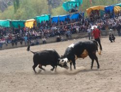 Derekapı boğa güreşleri sona erdi 